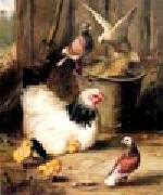 unknow artist Hen chicken and pigeon china oil painting artist